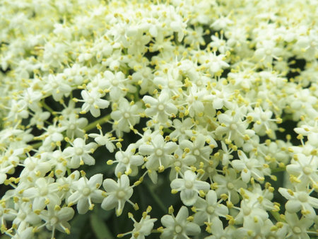 Close up of elder flower against white background