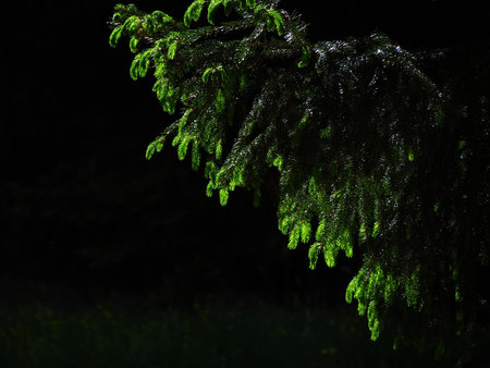 Young branches of a fir-tree on a black backgroundの写真素材