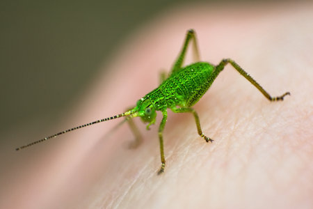 Insect green grasshopper close-up, isolated over background
