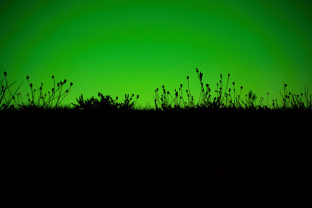 Wild grass silhouette with green sunset background
