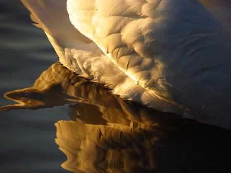 Closeup white feather wing of swan. Shallow focus. reflection in waterの写真素材