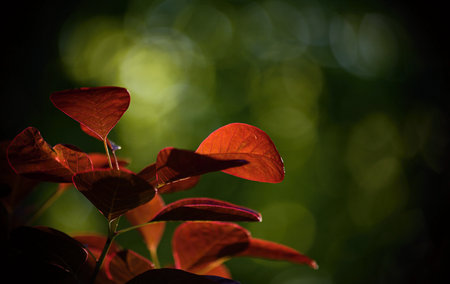 Red leaves on a green background. Blurred green background with reflections of lights. Autumn, tropical background, wallpaper blurry, reflectionsの写真素材