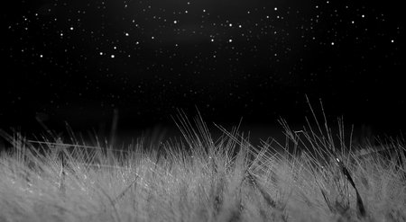 wheat field illuminated by moonlight, dark background with starsの写真素材