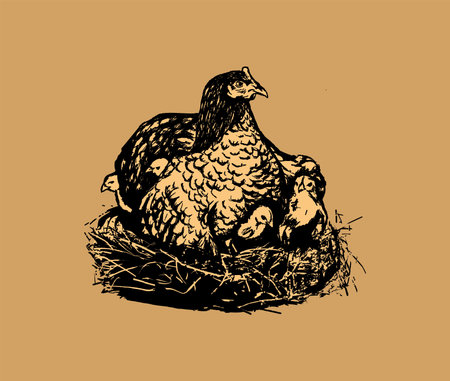 the vector hen sits on the nest scetchのイラスト素材