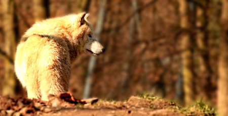 the white wolf in autumn natureの写真素材