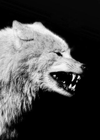 head wolf, black and white colorの写真素材