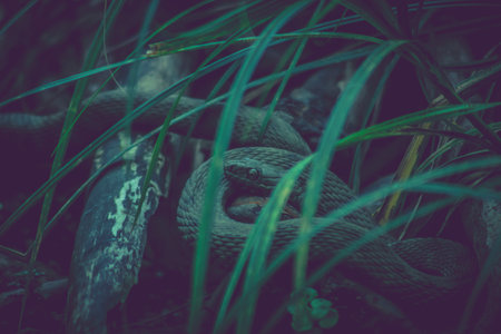 lurking in the grass on his prey, suitable as a wallpaperの写真素材