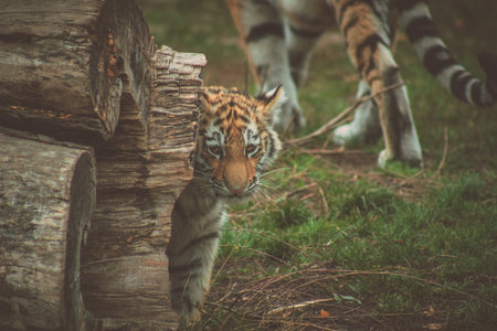 the tiger cub is hiding behind the logの写真素材