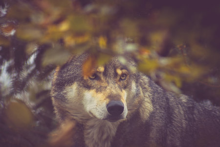 autumn landscape with dominant wolf headの写真素材