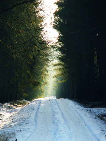 snowy forest pathの写真素材