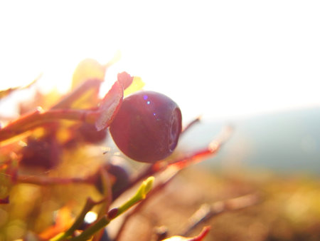 Close-up view of blueberry at sunsetの写真素材