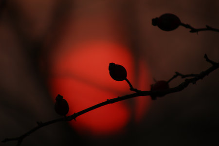 the rosehip at sunset in backgroundの写真素材