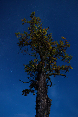 tree against the backdrop of night sky. Night sky with stars.の写真素材