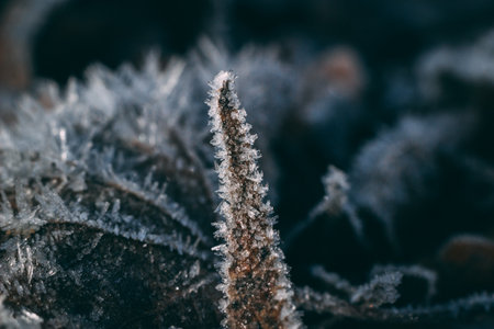 The late fall transmitted to an early winter when the first frost comes and the leaves getting white frost edgesの写真素材