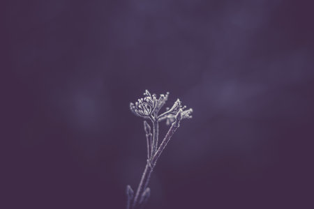 natural abstract background with purple color touchの写真素材