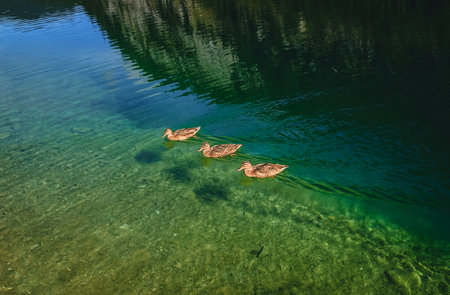 three ducks on the crystal mountian lake