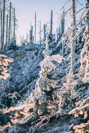 Amazing winter landscape with snow tree forest, christmas treeの写真素材