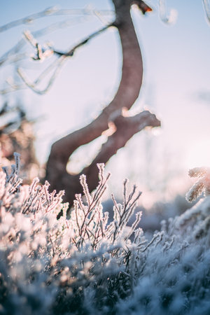 winter detail of frost bilberry, winter backgroundの写真素材