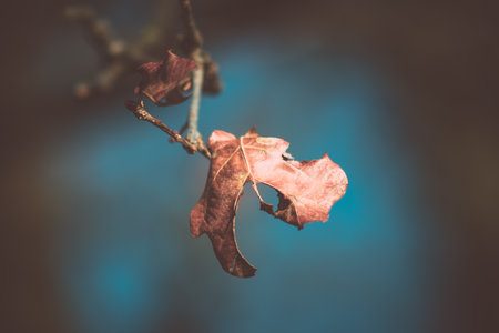 Dry leaf on tree. Closeup photo. The last leaf on the treeの写真素材
