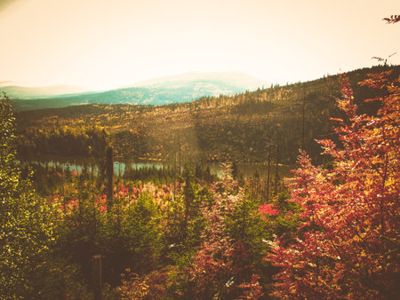 the autumn view of a forest in the mountainsの写真素材