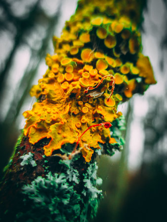 the branch detail, lichen and sponge