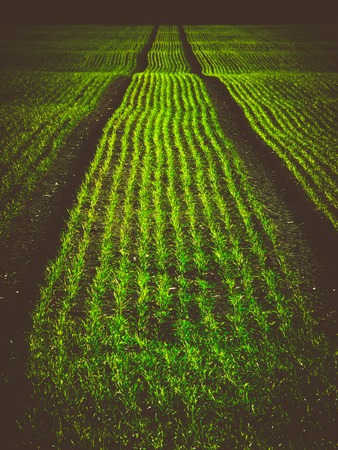 the field of green barleyの写真素材