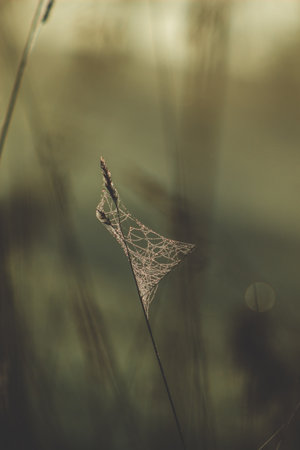 artistic rendering of peace and tranquility in nature