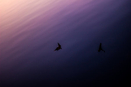 abstract background, calm water surface