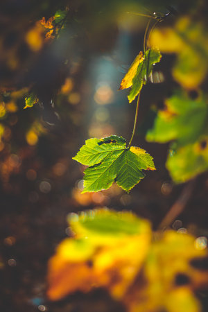 still life of tranquil deciduous dark forest on illuminated leavesの写真素材