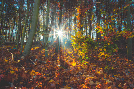 Beautiful autumn scenery of waking the forest from the cold fogの写真素材