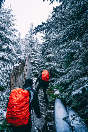 the mountain tourism - hike in winter to the top through the forestの写真素材