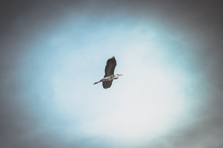 the Great Gray Heron captured in flightの写真素材
