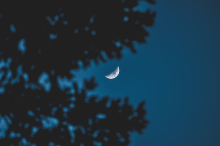 the crescent moon, view through the treeの写真素材