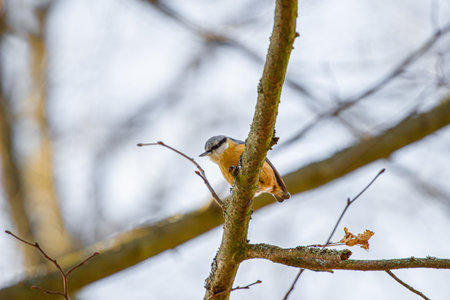 the Nuthatch on a branch. Close upの写真素材