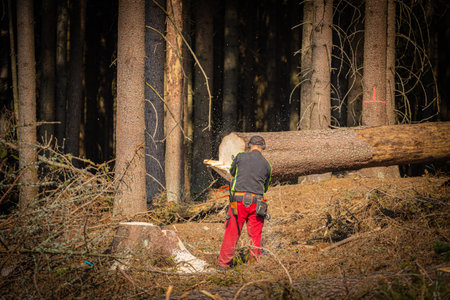 the lumberjack in the forest, chainsaw cuts down trees infested with bark beetlesの写真素材