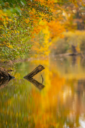 the Still life of autumn pondの写真素材