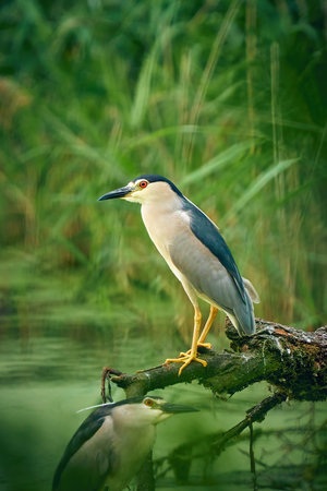 the Night Heron by the green pond on the branchの写真素材