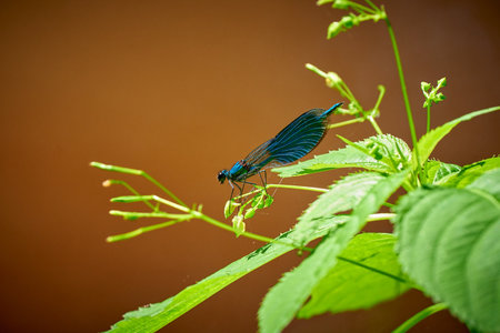 the blue Dragonfly on a leaf, brown backgroundの写真素材