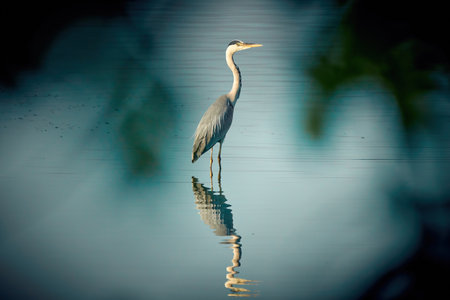 A gray heron standing in the middle of the water of a pondの写真素材