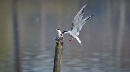 Common Tern feeding female tern with fish (Sterna hirundo)