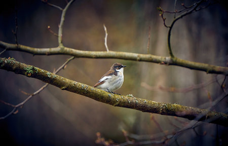 Pied Flycatcher - Ficedula hypoleuca, sitting on the branches, a small birdの写真素材