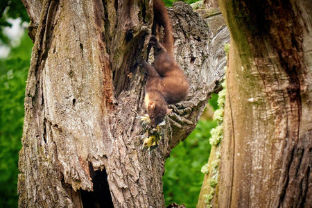 Forest Marten rare species in natural habitat (Martes martes) with prey of young birdsの写真素材