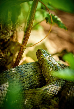 grass snake, known as Natrix tessellata, detail head