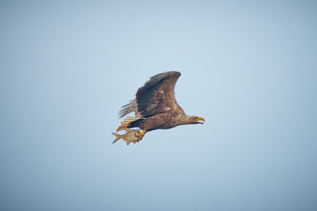 Close up of sea Eagle (Haliaeetus albicilla), catching a fish, europe