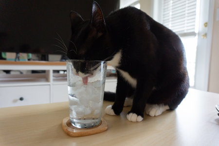A cat drinking ice waterの写真素材