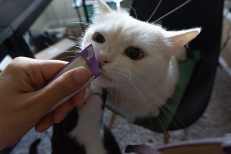 A Scottish straight cat eating snacksの写真素材