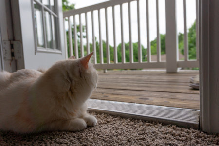 A white cat looking outside the doorの写真素材