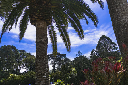 Palm trees in the botanical garden of Santa Cruz de Tenerifeの写真素材