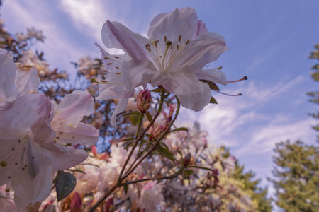 White rhododendron flowers on a background of blue skyの写真素材