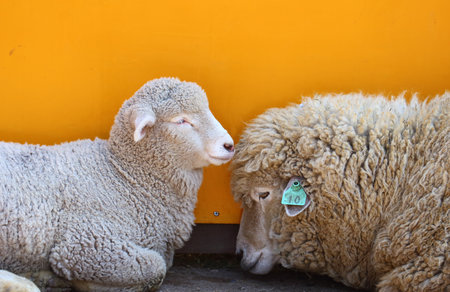 Parent and child of the sheepの写真素材